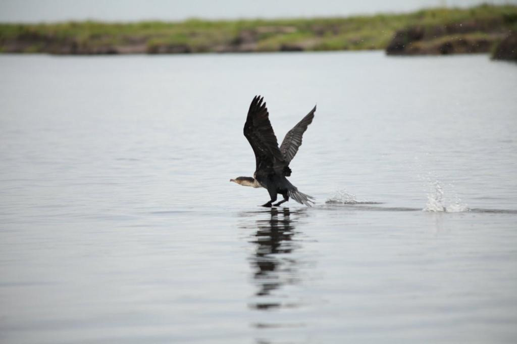 Activities and attractions that you can explore when you visit Chobe