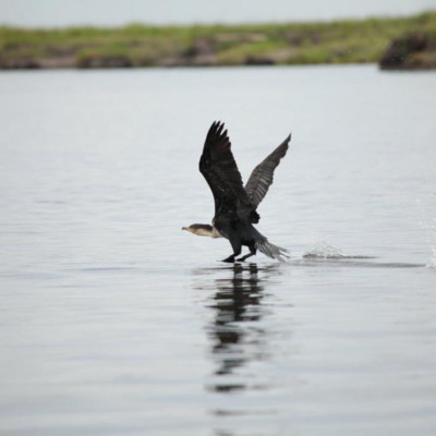 Activities and attractions that you can explore when you visit Chobe