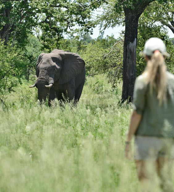 Beyond the Rapids: Other Adventures to Experience at Victoria Falls