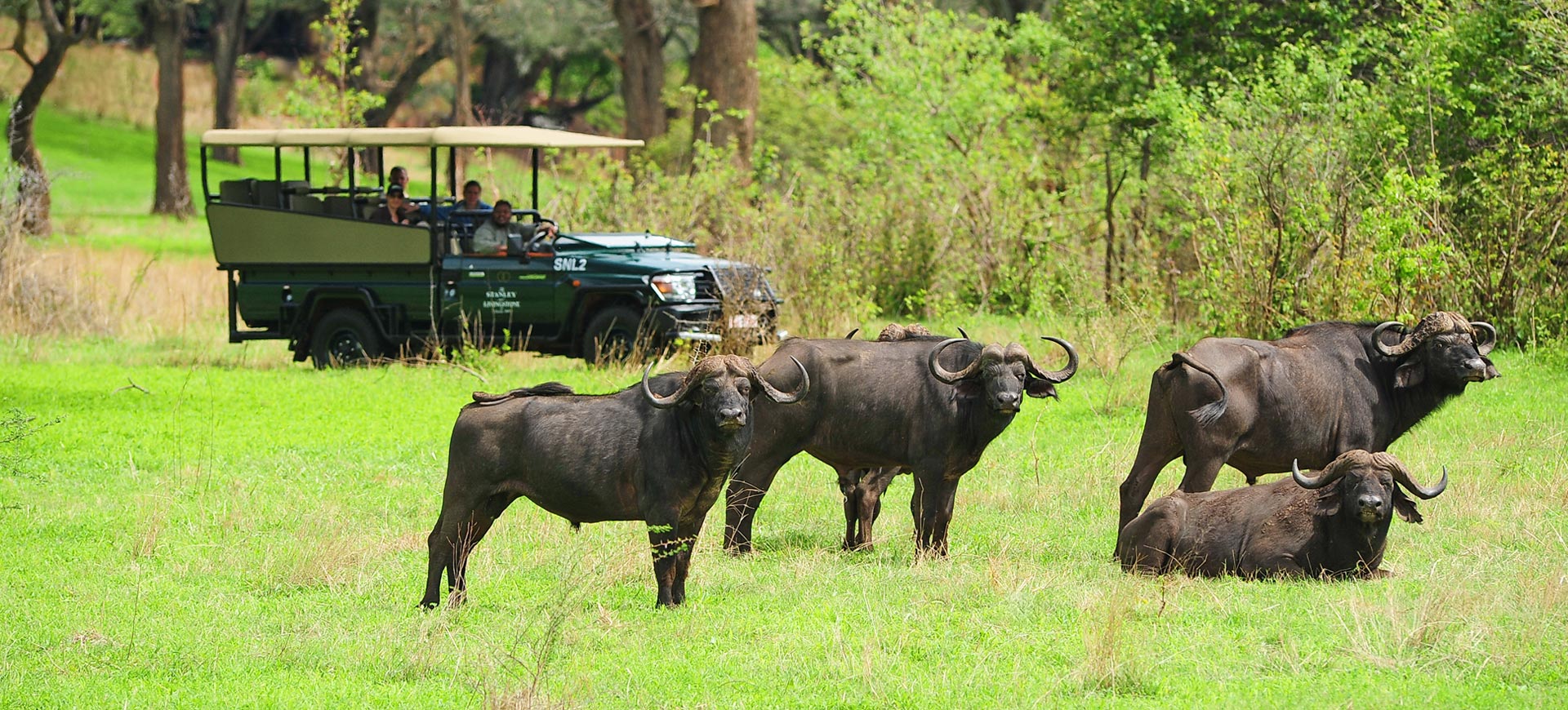 Safari & Wildlife Tour
